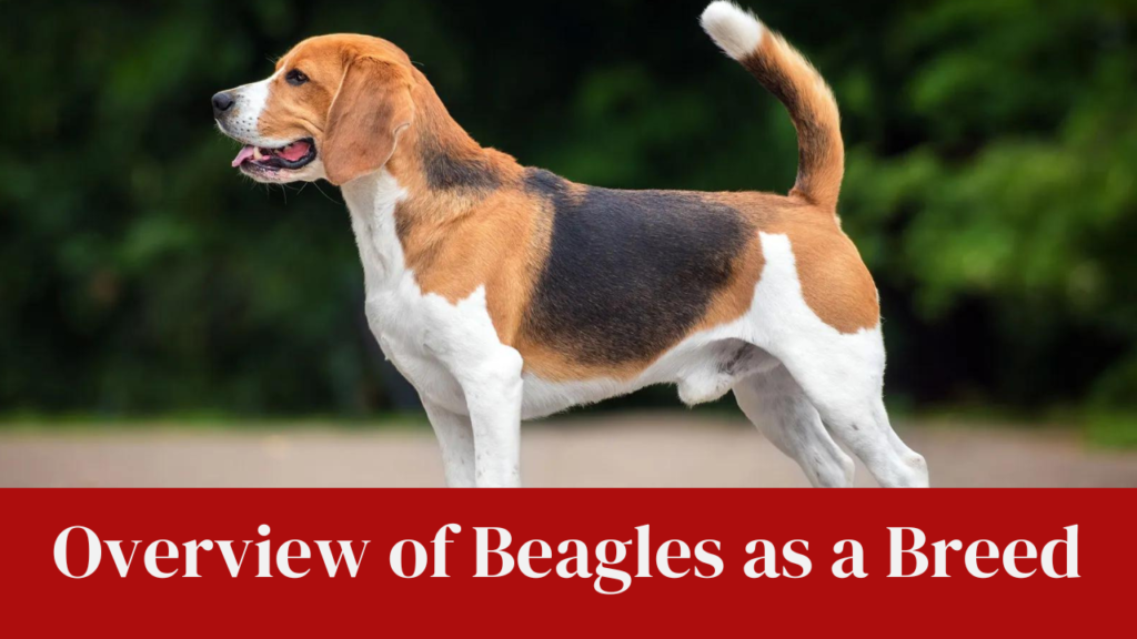 Overview of Beagles as a Breed