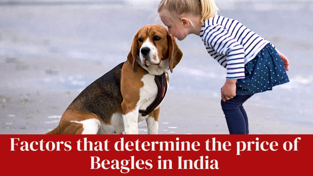 Factors that determine the price of Beagles in India