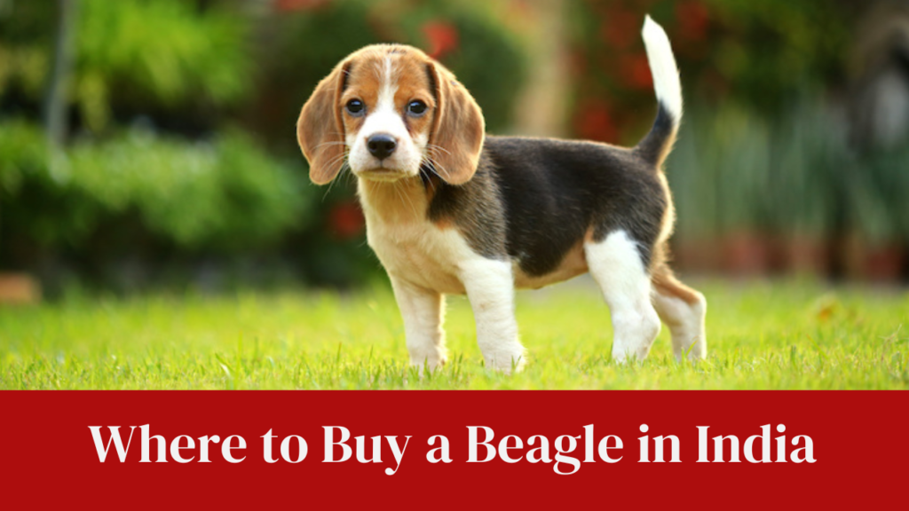 Where to Buy a Beagle in India