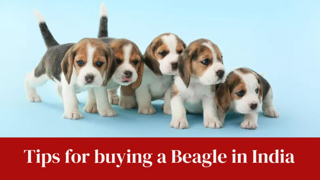 Tips for buying a Beagle in India