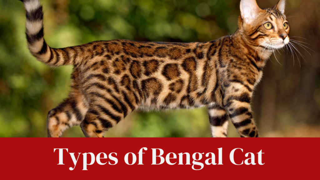 Types of Bengal Cat