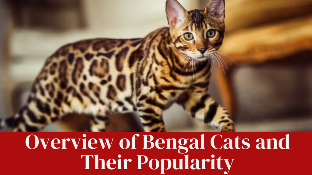 Overview of Bengal Cats and Their Popularity