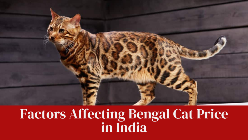 Factors Affecting Bengal Cat Price in India