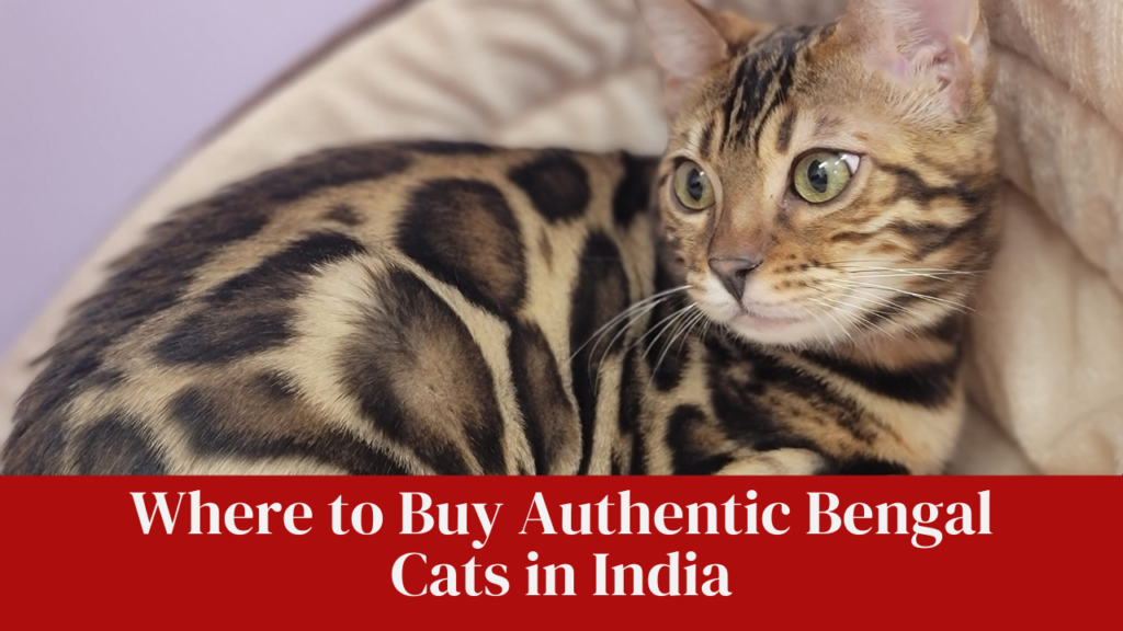 Where to Buy Authentic Bengal Cats in India