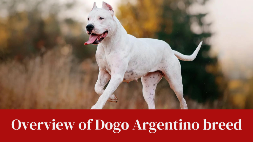 Overview of Dogo Argentino breed