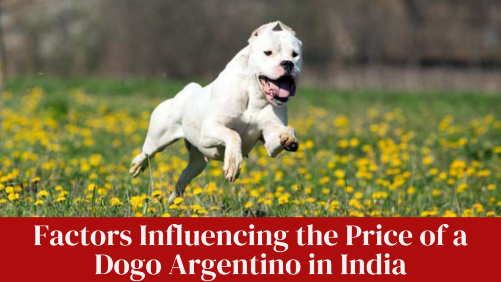 Factors Influencing the Price of a Dogo Argentino in India
