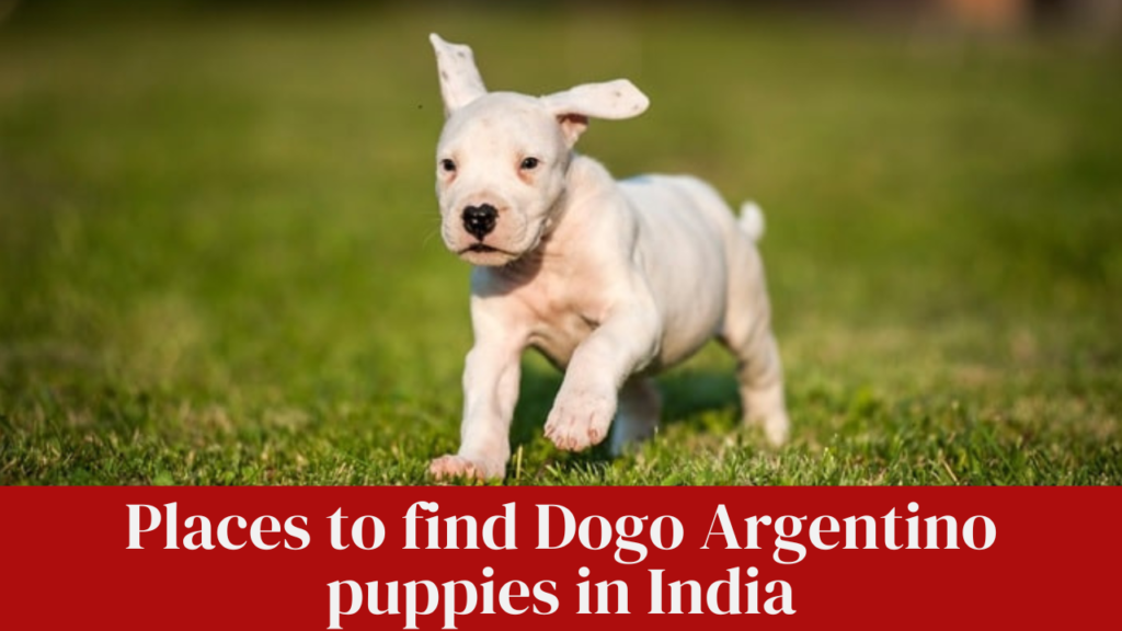 Places to find Dogo Argentino puppies in India