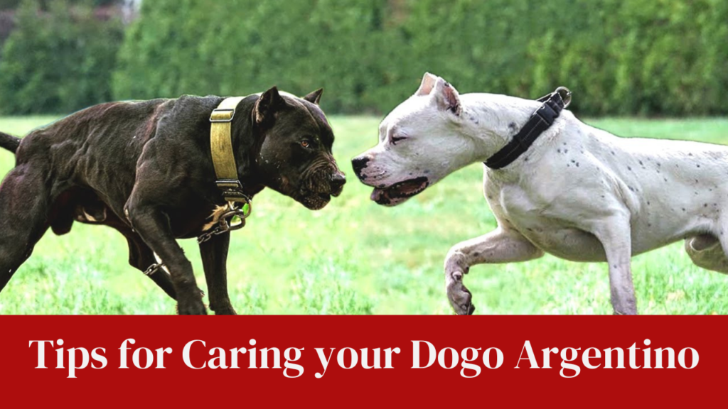 Tips for Caring your Dogo Argentino