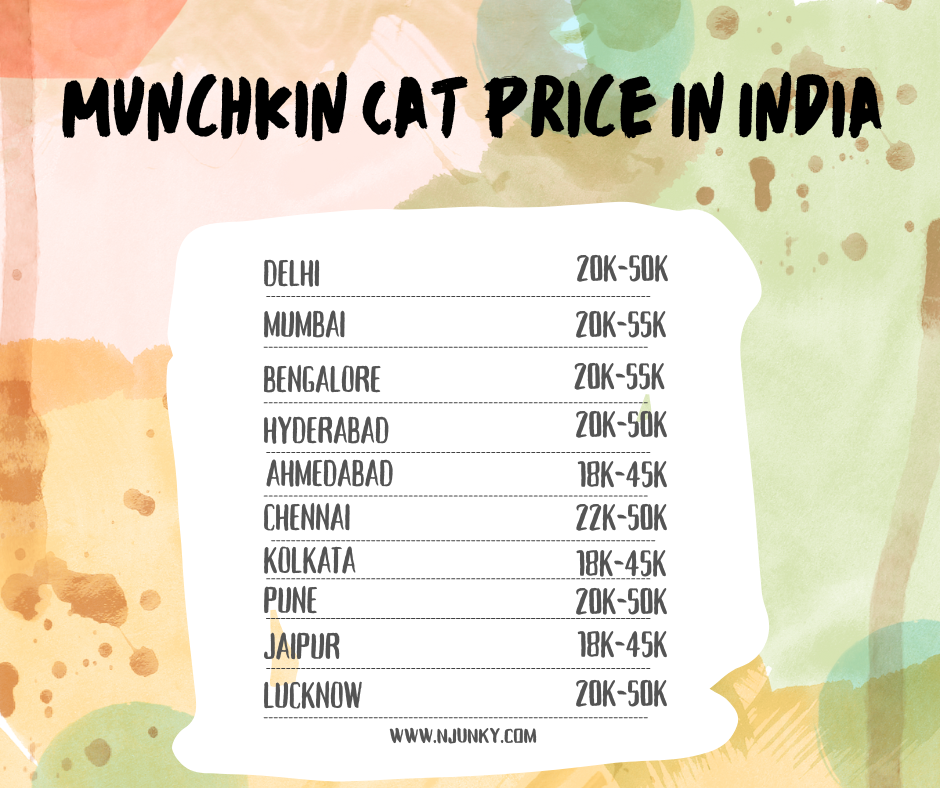 Munchkin Cat Price across different cities In India