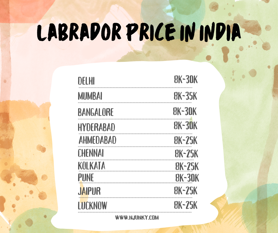 Labrador Dog Price across different cities In India
