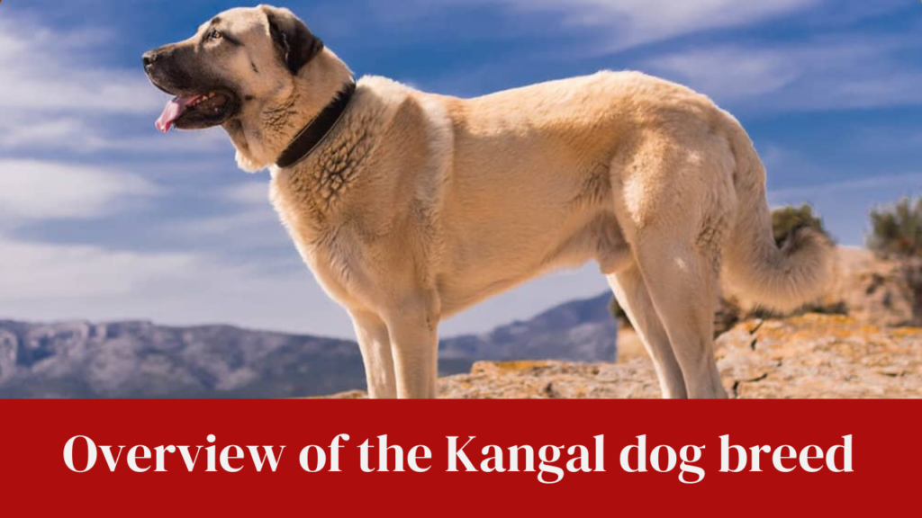Overview of the Kangal dog breed