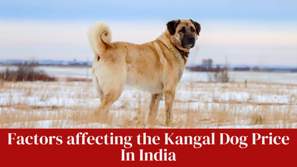 Factors affecting the Kangal Dog Price In India