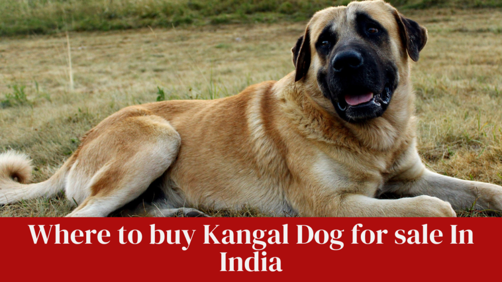 Where to buy Kangal Dog for sale In India
