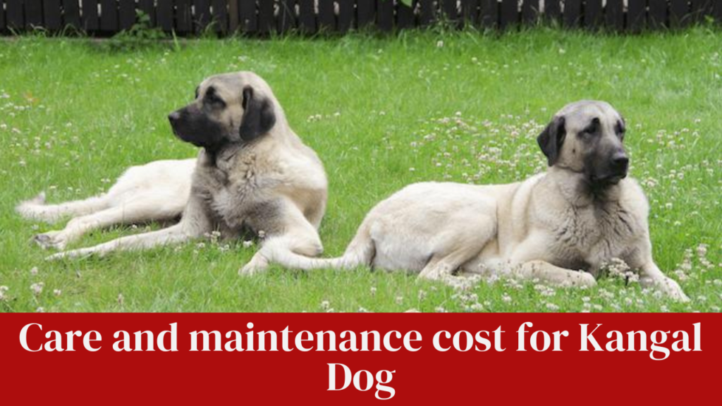 Care and maintenance cost for Kangal Dog