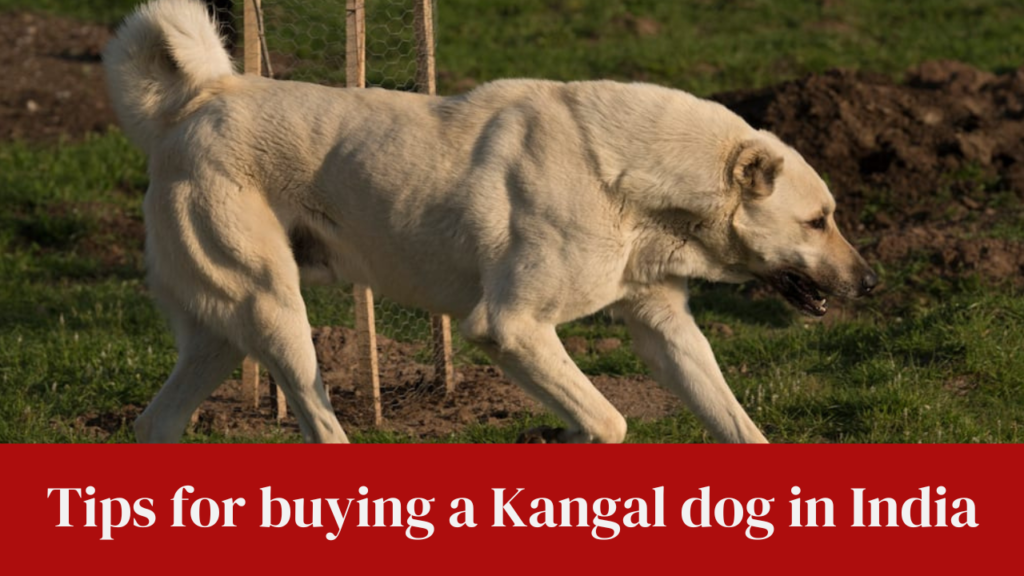 Tips for buying a Kangal dog in India